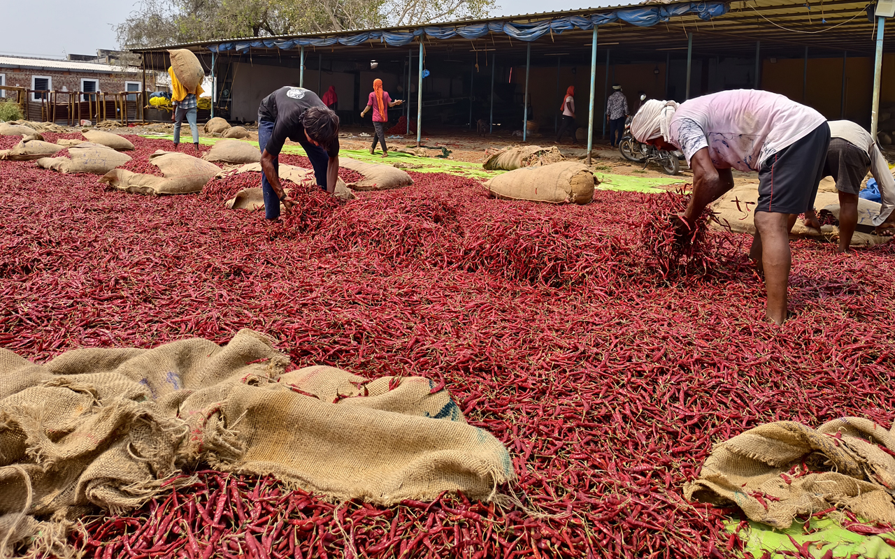 Guntur Chilli Prices 2026